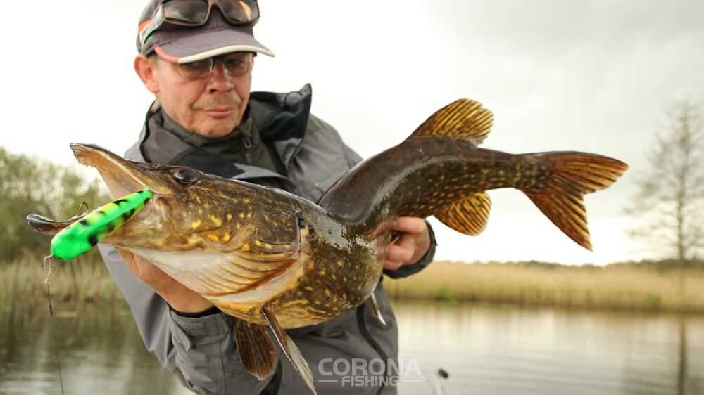 najlepsze przynęty na szczupaka